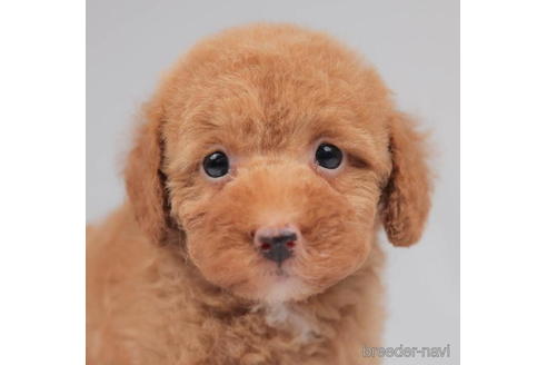 成約済の千葉県のトイプードル-207859の2枚目